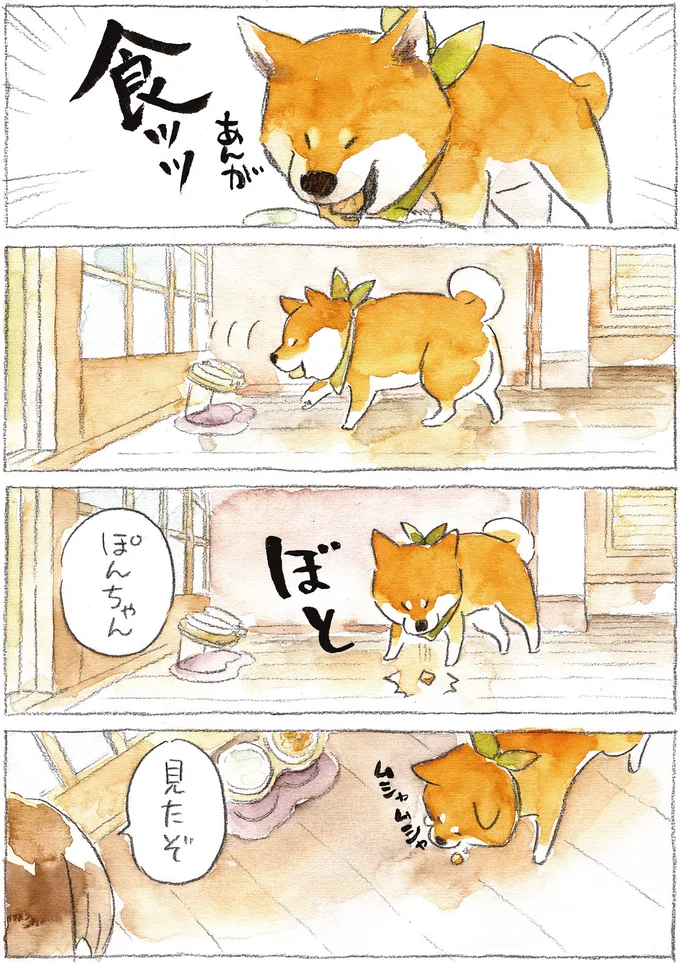 『柴犬ぽんちゃん、今日もわが道を行く2』（7）