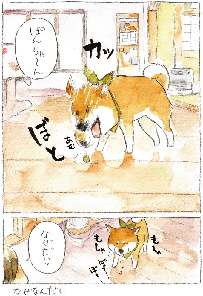 『柴犬ぽんちゃん、今日もわが道を行く2』（9）