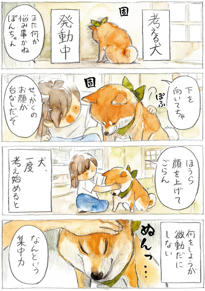 『柴犬ぽんちゃん、今日もわが道を行く2』（10）