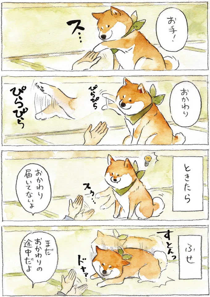 『柴犬ぽんちゃん、今日もわが道を行く2』（11）