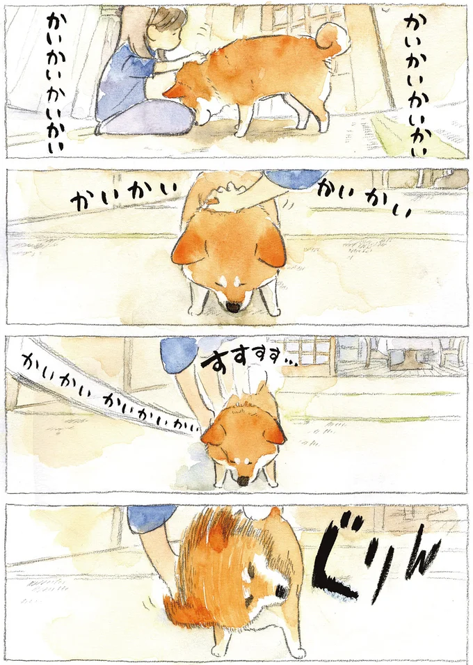 『柴犬ぽんちゃん、今日もわが道を行く2』（12）