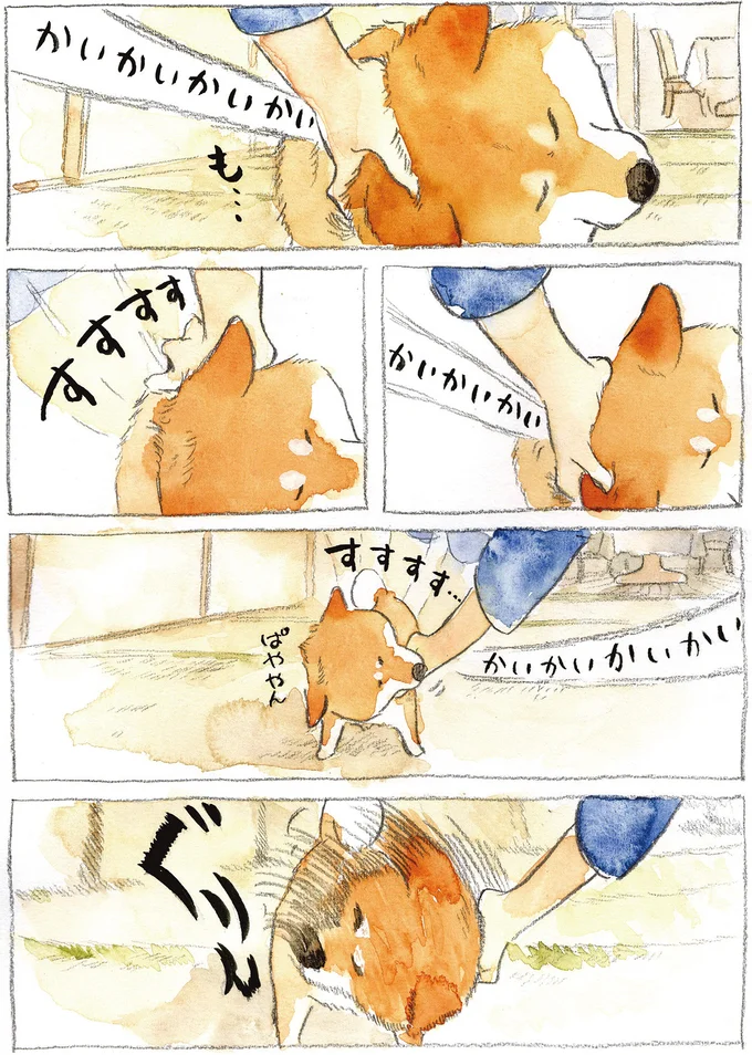 『柴犬ぽんちゃん、今日もわが道を行く2』（13）