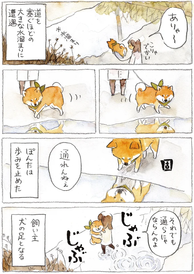 『柴犬ぽんちゃん、今日もわが道を行く2』（14）