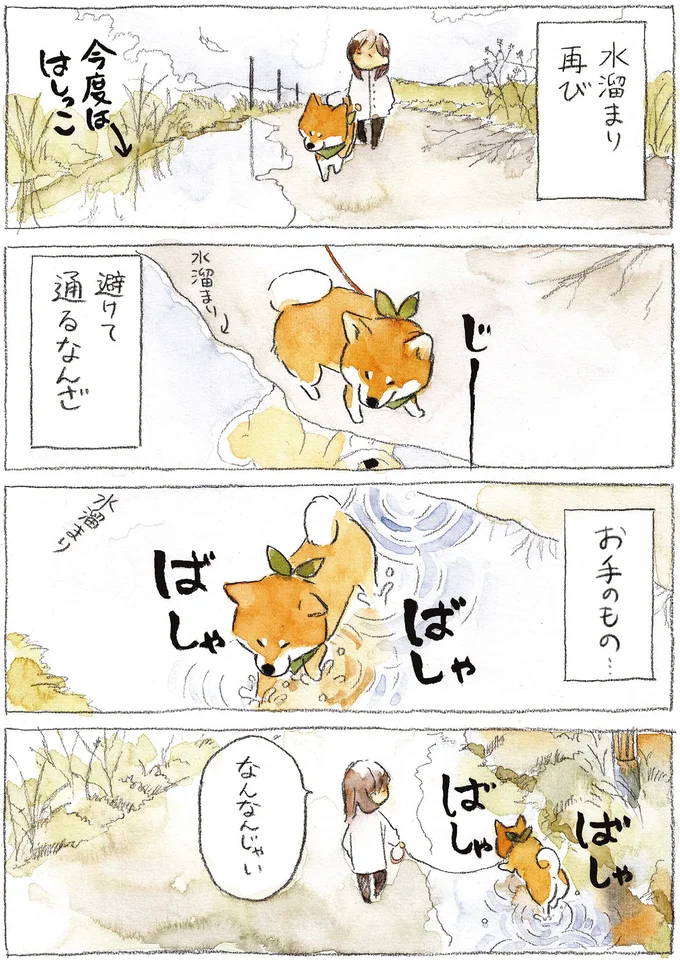 『柴犬ぽんちゃん、今日もわが道を行く2』（15）