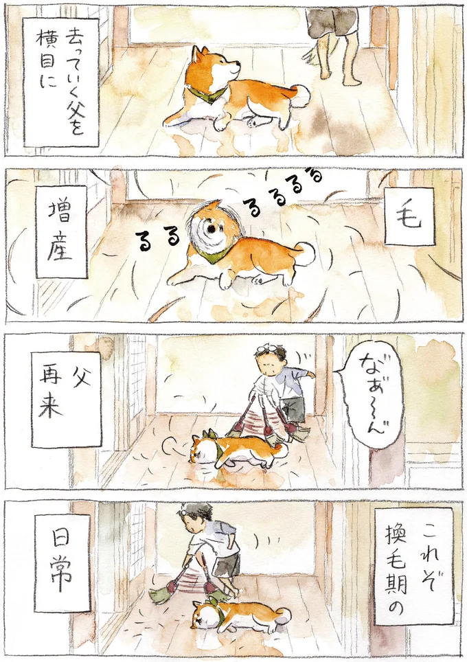 『柴犬ぽんちゃん、今日もわが道を行く2』（18）