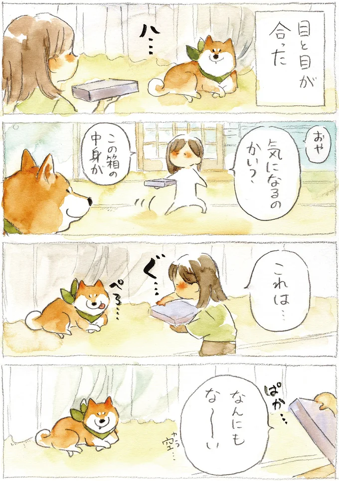 『柴犬ぽんちゃん、今日もわが道を行く2』（21）
