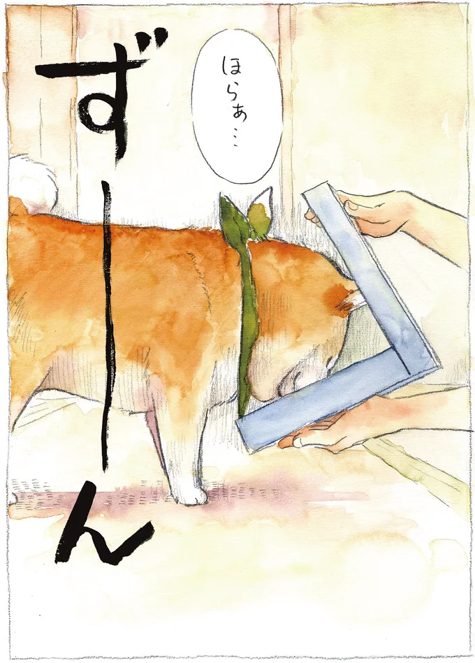 『柴犬ぽんちゃん、今日もわが道を行く2』（23）