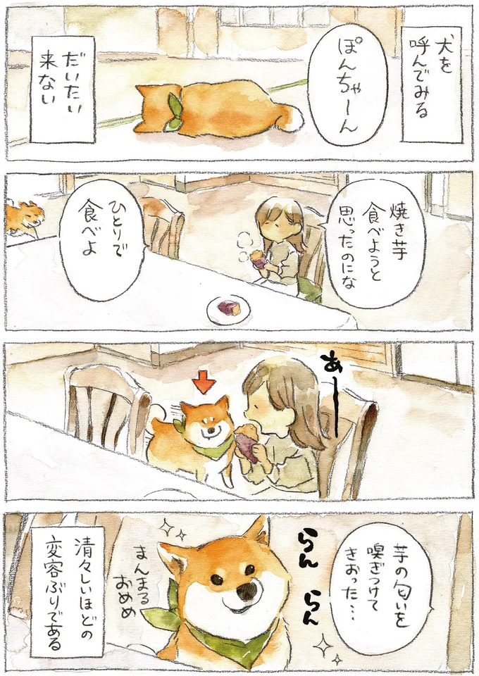 『柴犬ぽんちゃん、今日もわが道を行く2』（29）