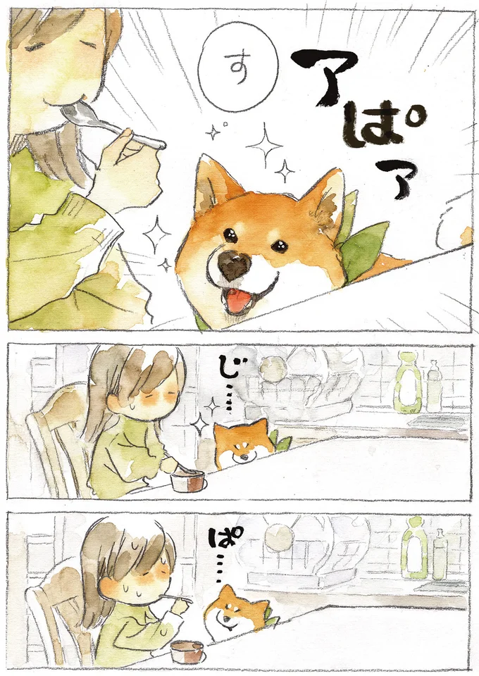 『柴犬ぽんちゃん、今日もわが道を行く2』（31）