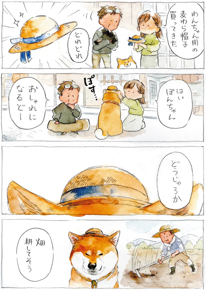 『柴犬ぽんちゃん、今日もわが道を行く2』（35）