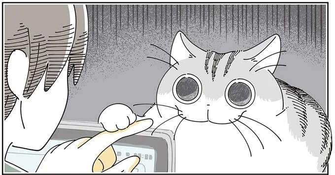猫がそんな目を...。「興味を持ったものの正体」を見た瞬間、こんな顔に／夜は猫といっしょ8（1）