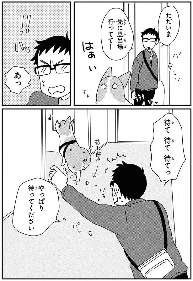公園ではしゃいだ愛犬コーギー。家に帰ったら...ああ／あしょんでよッ9（4）