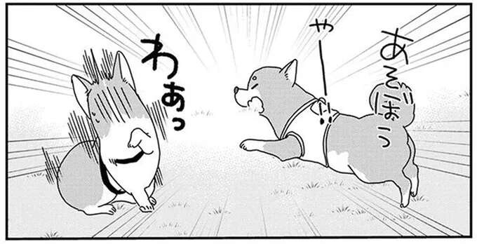 柴犬とコーギーが、なぜかドッグランでライバル関係に。見守る飼い主の本音は／あしょんでよッ10（1）