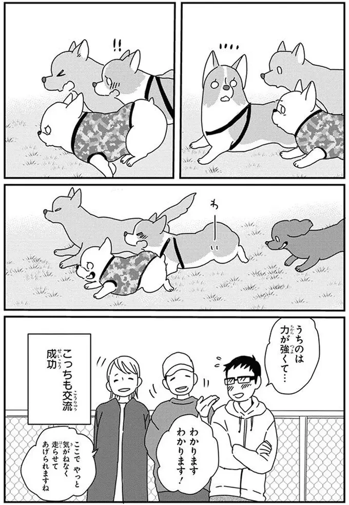 柴犬とコーギーが、なぜかドッグランでライバル関係に。見守る飼い主の本音は／あしょんでよッ10（4）