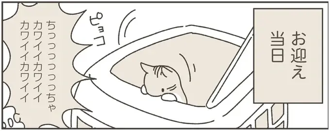 保護猫を迎えることにした女性。「初日は何もしない」と心に決めていたが...えええ！／ねこのつゆちゃんのことで頭がいっぱいです（1）