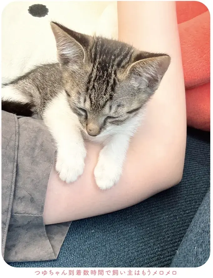 『ねこのつゆちゃんのことで頭がいっぱいです』（6）
