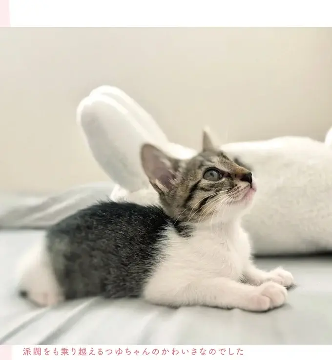 『ねこのつゆちゃんのことで頭がいっぱいです』（8）