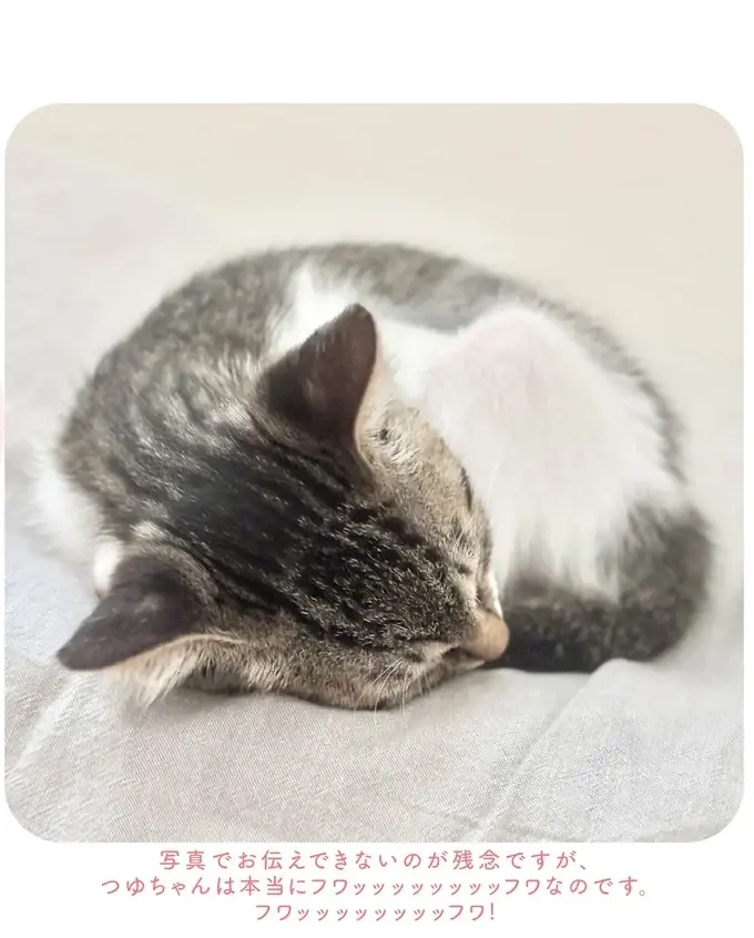 『ねこのつゆちゃんのことで頭がいっぱいです』（23）