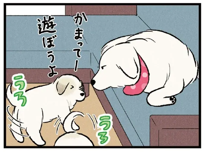 先輩犬のまったりタイムは邪魔しちゃダメ！ 我が家のワンコたちの日常／今日のルンルン（1）