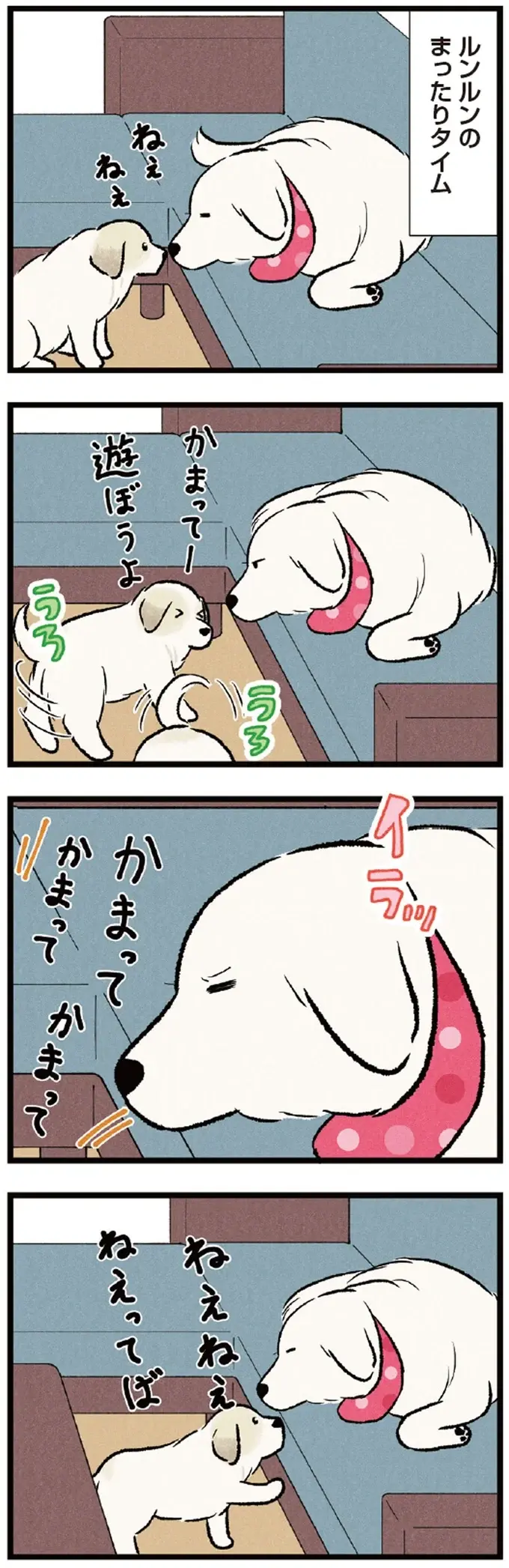先輩犬のまったりタイムは邪魔しちゃダメ！ 我が家のワンコたちの日常／今日のルンルン（4）