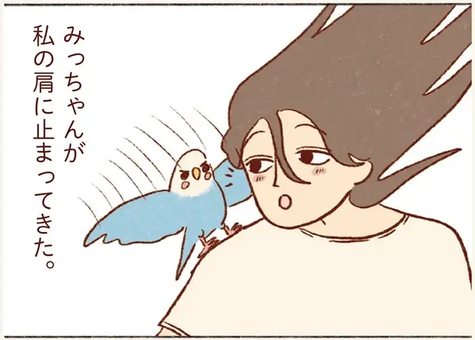 仕事中に肩に泊まって来たセキセイインコ。「寂しかった？」と顔を近づけたら...／プジェ日記！ （1）