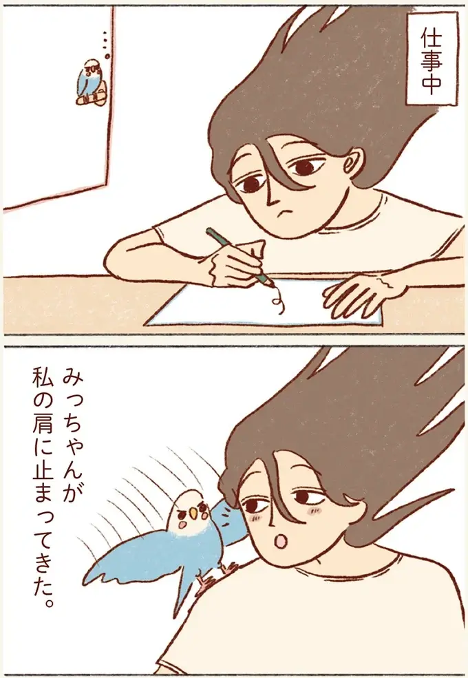仕事中に肩に泊まって来たセキセイインコ。「寂しかった？」と顔を近づけたら...／プジェ日記！ （3）