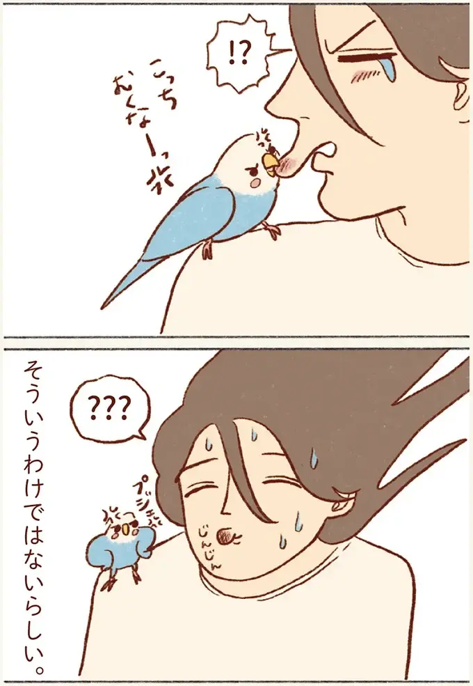 仕事中に肩に泊まって来たセキセイインコ。「寂しかった？」と顔を近づけたら...／プジェ日記！ （5）