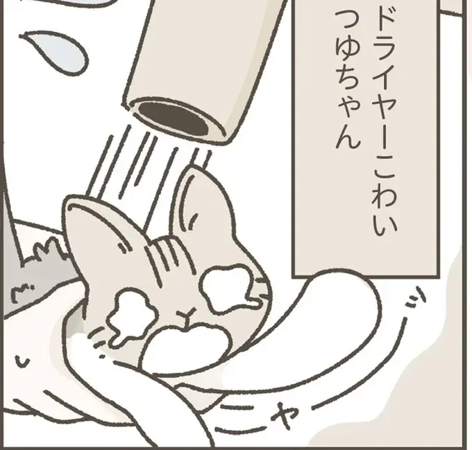 家に馴染んでくれた保護猫。初めてのシャンプーをしてみたら...／ねこのつゆちゃんのことで頭がいっぱいです（1）