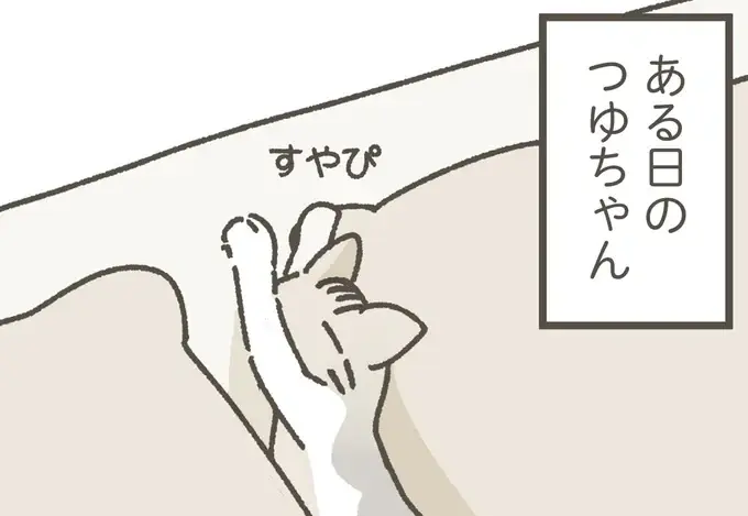 やっぱり隙間が好き？ 枕の間でスヤスヤの保護ねこちゃん／ねこのつゆちゃんのことで頭がいっぱいです（1）