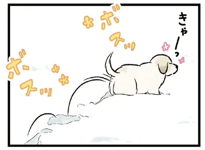散歩中、テンションが爆上がりの大型犬たち。はしゃぐ姿が可愛くて／今日のルンルン（1）