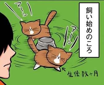 生後数カ月の子猫時代はかわいく鳴いていた。でも今の「ご飯の催促」は...え？／鴻池剛と猫のぽんた 1-3（1）