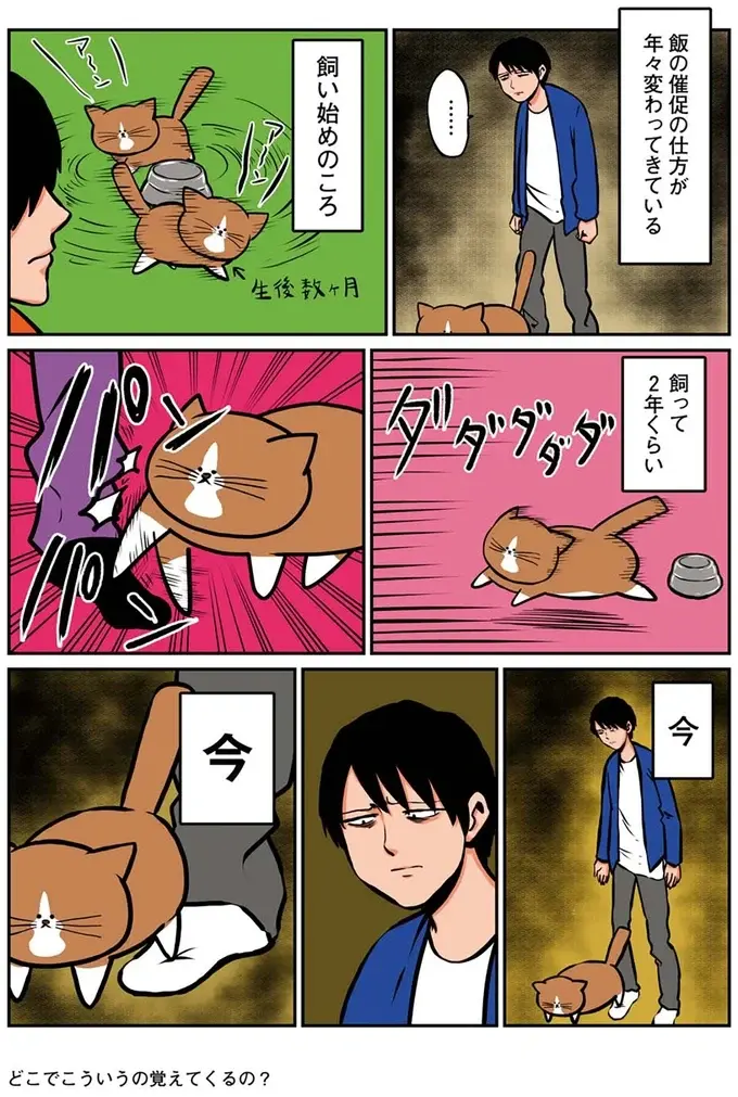 生後数カ月の子猫時代はかわいく鳴いていた。でも今の「ご飯の催促」は...え？／鴻池剛と猫のぽんた 1-3（3）