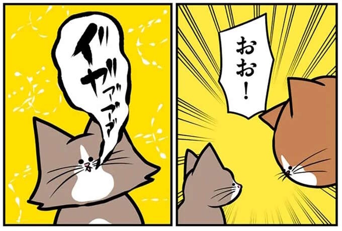 先住猫から新入り猫への「洗礼」。ファーストコンタクトで...えええ？／鴻池剛と猫のぽんた 1-3（1）