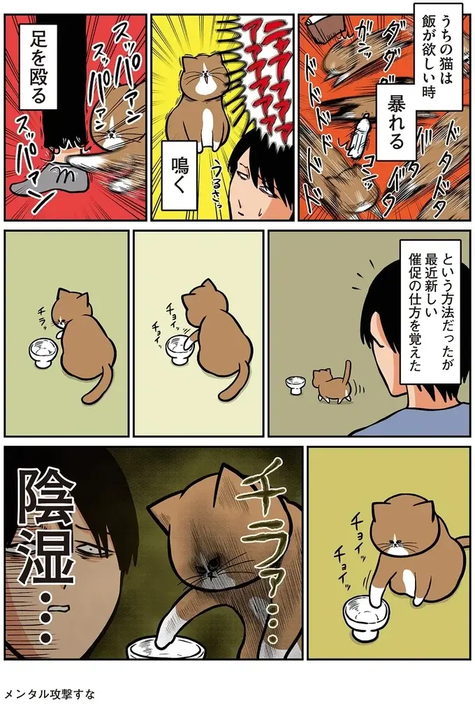 猫が身につけた「陰湿なご飯の催促」。これはでは暴れていたのに...おい／鴻池剛と猫のぽんた 4（3）