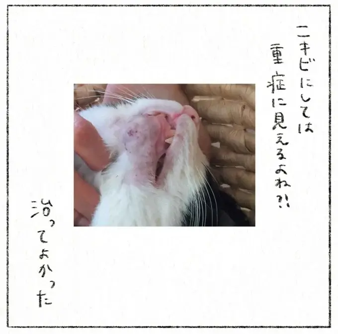 『うちの猫は今日も塩対応』（5）