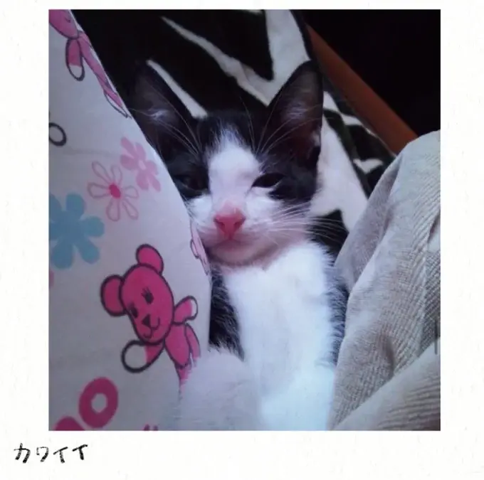 『うちの猫は今日も塩対応』（23）