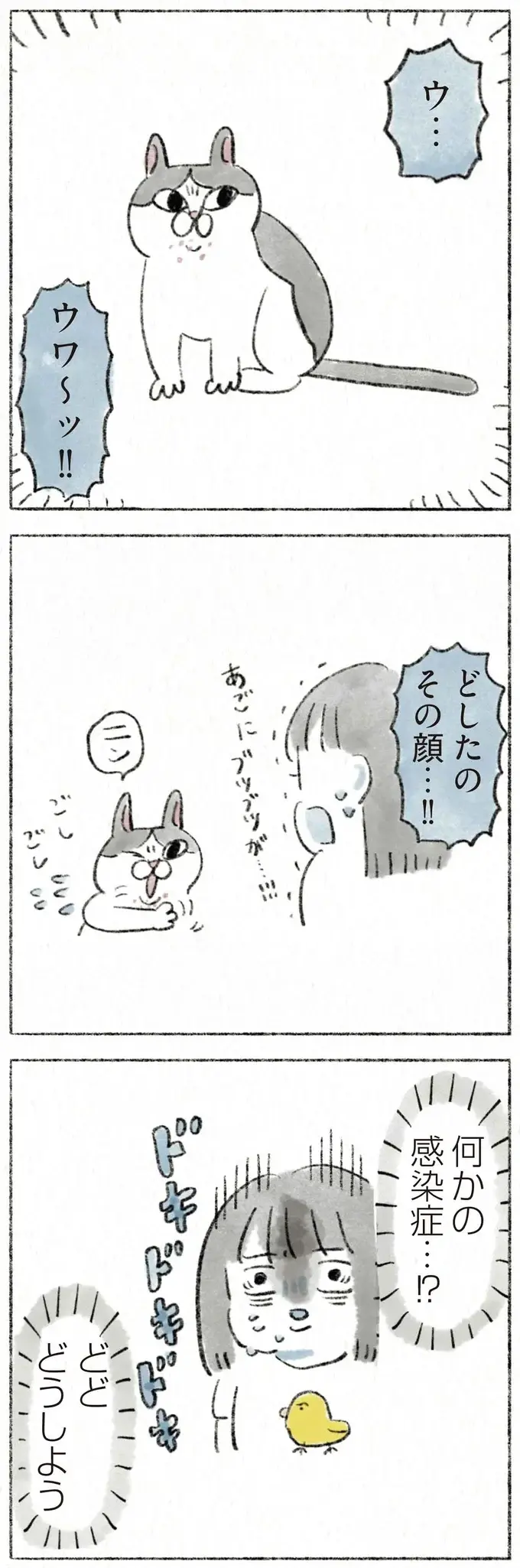 何かの感染症⁉ どどどうしよう。愛猫の顎にできものが...慌てて受診したら／うちの猫は今日も塩対応（2）