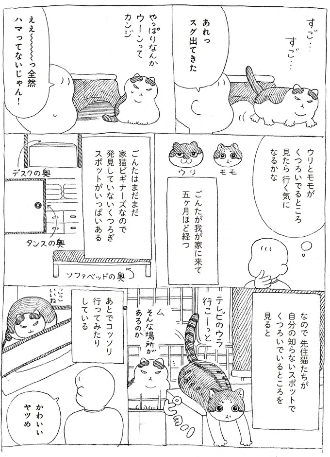 『野良猫ごんた、家猫になる』（画像16/29枚目）