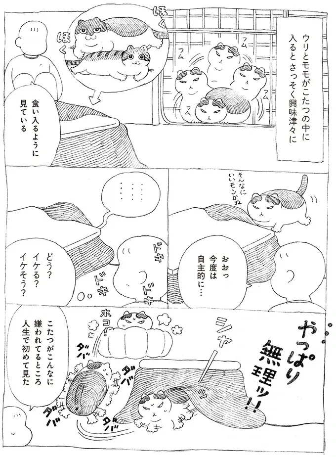 『野良猫ごんた、家猫になる』（画像17/29枚目）