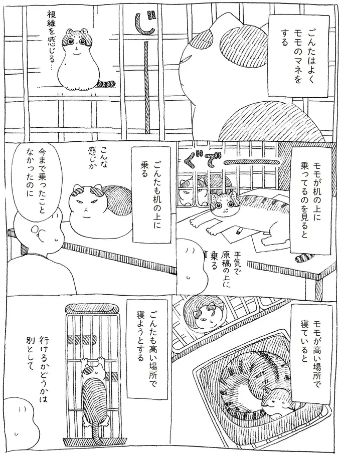『野良猫ごんた、家猫になる』（画像24/29枚目）