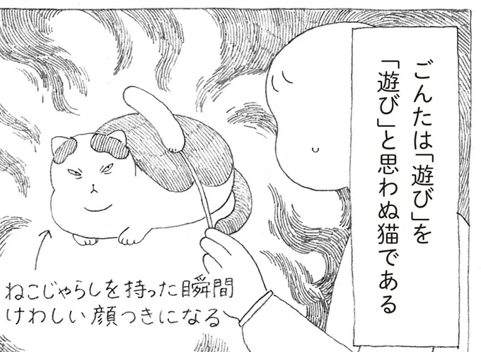 元野良の愛猫。飼い主が猫じゃらしを見せると険しい表情に...⁉／野良猫ごんた、家猫になる（1）