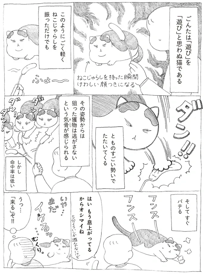 元野良の愛猫。飼い主が猫じゃらしを見せると険しい表情に...⁉／野良猫ごんた、家猫になる（3）