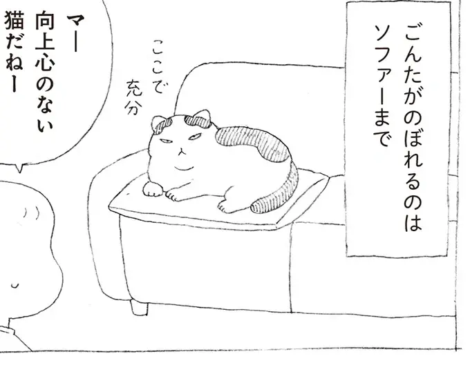 高い所にのぼろうとしない元野良猫。うっかり本棚の上に乗ってしまったら...!?／野良猫ごんた、家猫になる（1）