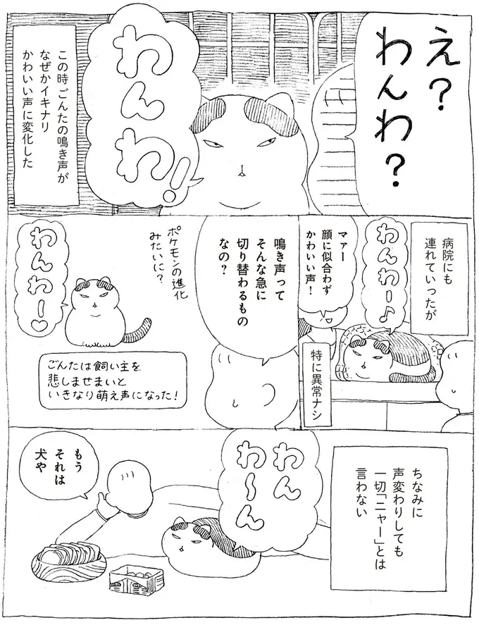 「ニャー」と鳴いたことがない愛猫。飼い主の心配を機に声変わりした結果...え!?／野良猫ごんた、家猫になる（5）