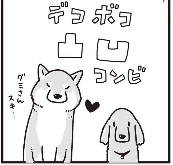 かつて仲良しだったミニチュアダックスと柴犬。シニアになってからの再会に／愛犬グミと銀次郎と過ごした日々（1）