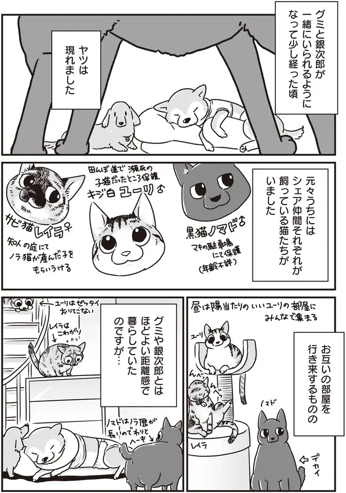 『何度でも言うね、大好きだよ 愛犬グミと銀次郎と過ごした日々』（50）