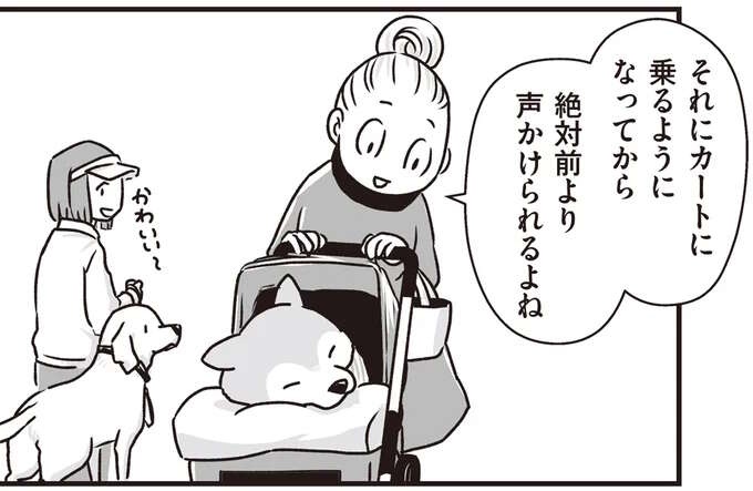 愛犬へかけられる声が「渋い」から「かわいい～」に。カートに乗るようになったシニア犬／愛犬グミと銀次郎と過ごした日々（1）