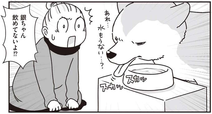 シニア犬の目が見えにくくなり、水が飲めなくなってきた...。水分補給どうする？／愛犬グミと銀次郎と過ごした日々（1）