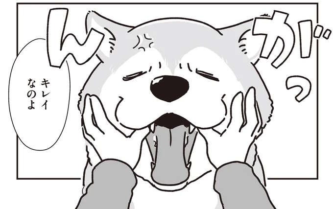シニアの愛犬。苦手なお口ケアを頑張った後のごほうびは忘れない！／愛犬グミと銀次郎と過ごした日々（1）