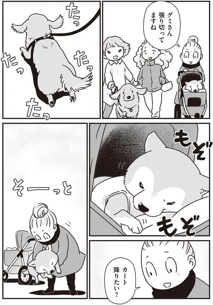 愛犬たちが若い頃はよくこうして並んで散歩した...シニアになったミニチュアダックスと柴犬／愛犬グミと銀次郎と過ごした日々（3）